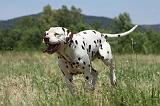 DALMATIEN 384